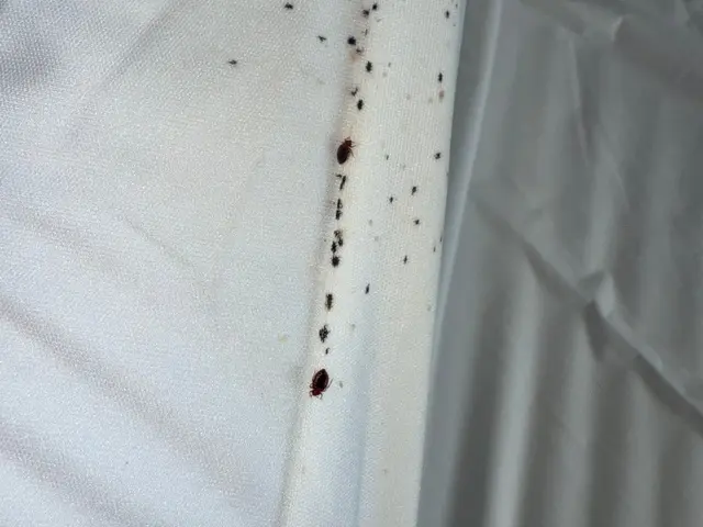 赤ちゃんやペットにも安心な薬剤使用！プロの技術でトコジラミを完全駆除！サービスの画像