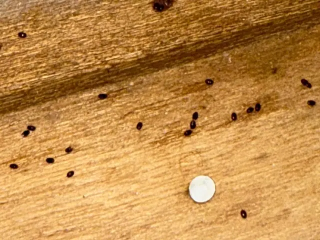 赤ちゃんやペットにも安心な薬剤使用！プロの技術でトコジラミを完全駆除！サービスの画像