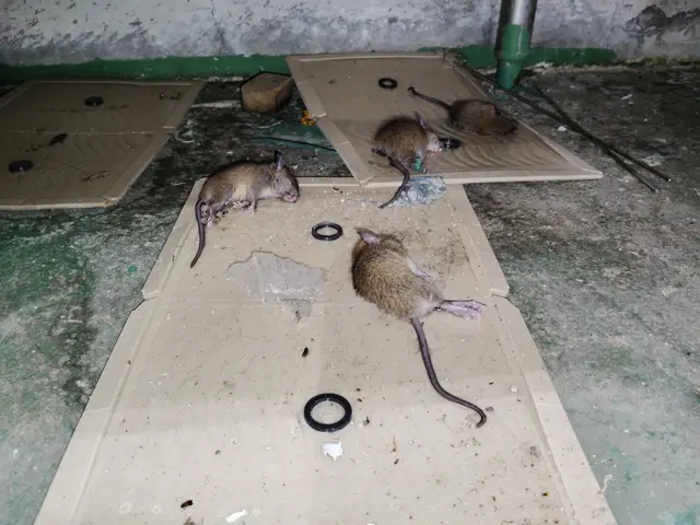 施工後6ヶ月保証　長年の経験で培った知識と技術であらゆるネズミ被害を解決しますサービスの画像