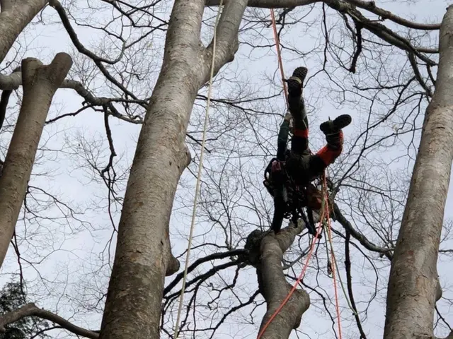 グリーンエスペランカー【割引相談】空師☆重機を使わず木に登って伐採します。サービスの画像