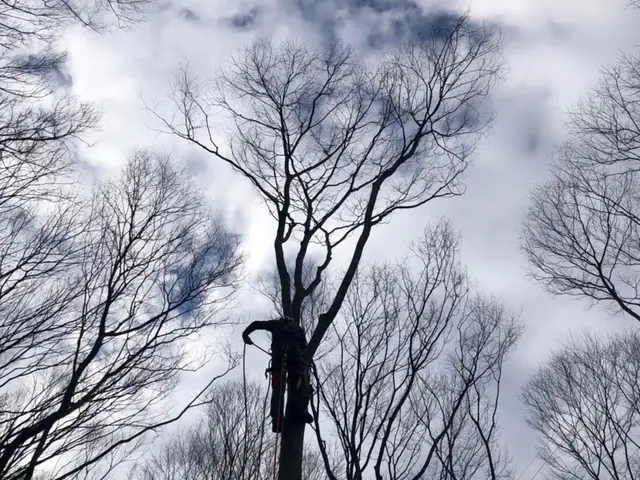 グリーンエスペランカー【割引相談】空師☆重機を使わず木に登って伐採します。サービスの画像