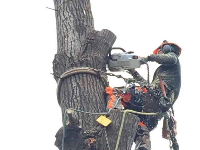 グリーンエスペランカー【割引相談】空師☆重機を使わず木に登って伐採します。サービスの画像