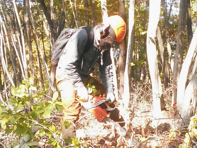 【立ち合い無し。空き家留守宅の対応致します】プロの林業家の伐採。まずはご相談を！サービスの画像