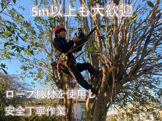 庭木伐採・抜根｜ふじみ野の伐採専門サービス｜迅速対応・安心価格｜口コミ4.8以上サービスの画像