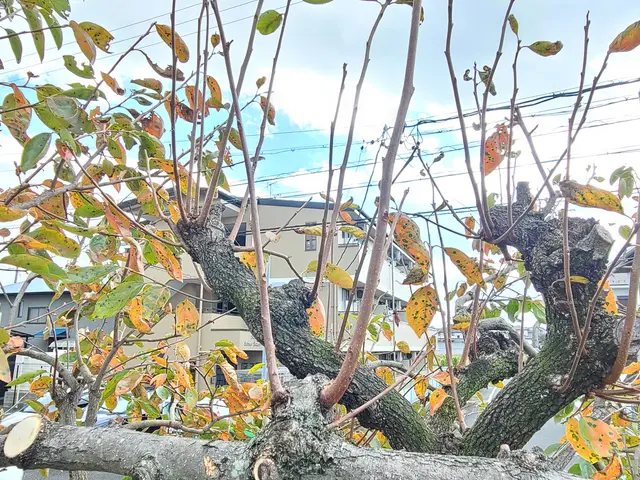 お庭の剪定！さっぱり綺麗に致します。サービスの画像