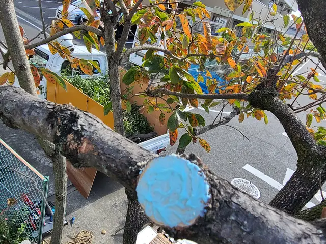 お庭の剪定！さっぱり綺麗に致します。サービスの画像