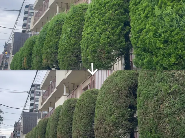 見た目だけでなく、育ちやすさも考えた剪定を行います。サービスの画像