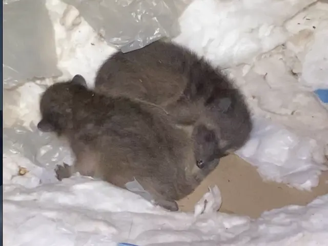 ←店長の私が駆除します。ハクビシン施工実績1000件！【調査見積無料】東京神奈川サービスの画像