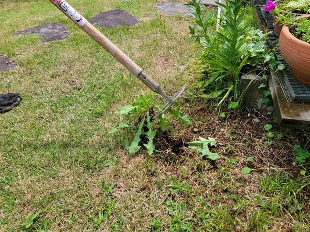 【実績多数!】お庭の草むしり!仕上がりキレイ!【お気軽にお問い合わせください!】サービスの画像