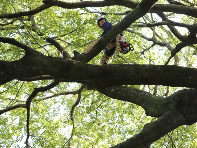 ７ｍ以上の高木・大木・複数本・お気軽にご相談ください。サービスの画像