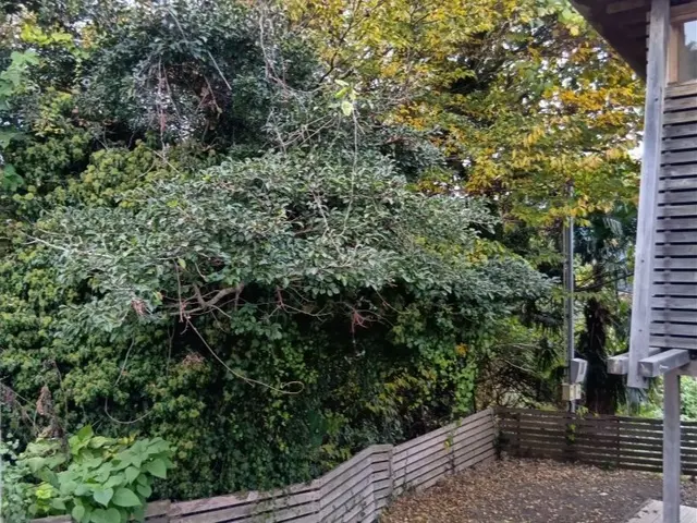 ７ｍ以上の高木・大木・複数本・お気軽にご相談ください。サービスの画像