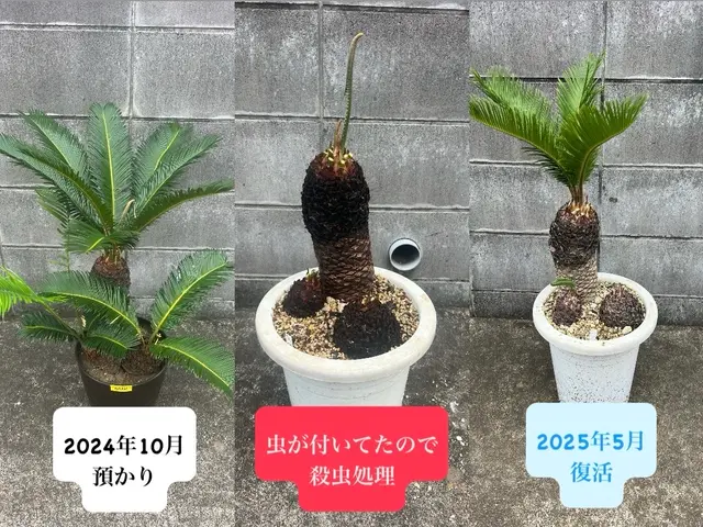 我孫子の方2000円引♪千葉県我孫子発☆ 面倒で手間な植替え作業お任せください♪サービスの画像
