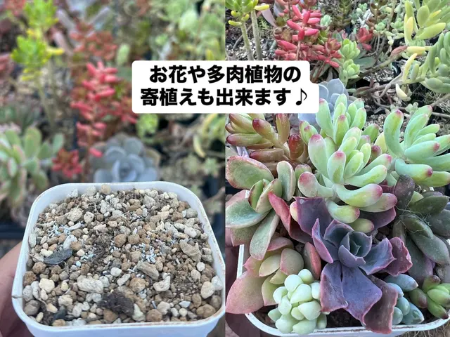 我孫子の方2000円引♪千葉県我孫子発☆ 面倒で手間な植替え作業お任せください♪サービスの画像