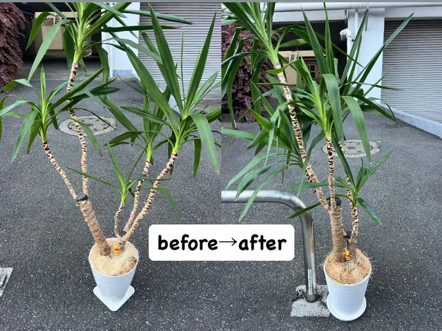 我孫子の方2000円引♪千葉県我孫子発☆ 面倒で手間な植替え作業お任せください♪サービスの画像