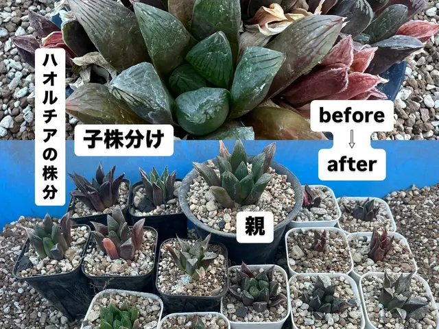 我孫子の方2000円引♪千葉県我孫子発☆ 面倒で手間な植替え作業お任せください♪サービスの画像