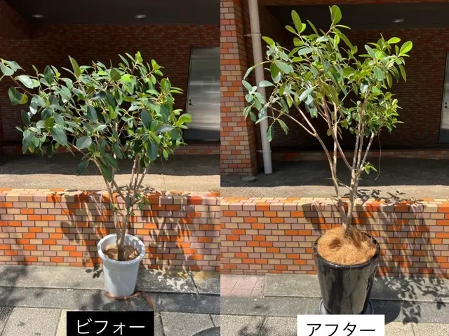 我孫子の方2000円引♪千葉県我孫子発☆ 面倒で手間な植替え作業お任せください♪サービスの画像