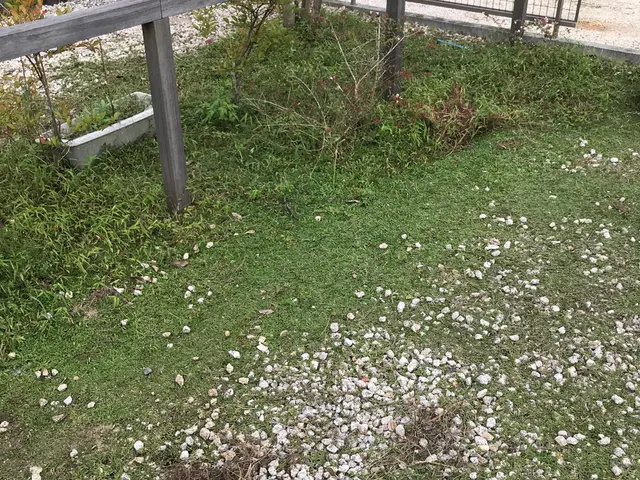 《三重県・地域密着》お庭などの草むしり！僕達にお任せ下さい‼︎サービスの画像