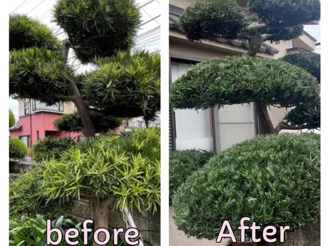 安心・丁寧◎お庭スッキリ剪定サービス！サービスの画像
