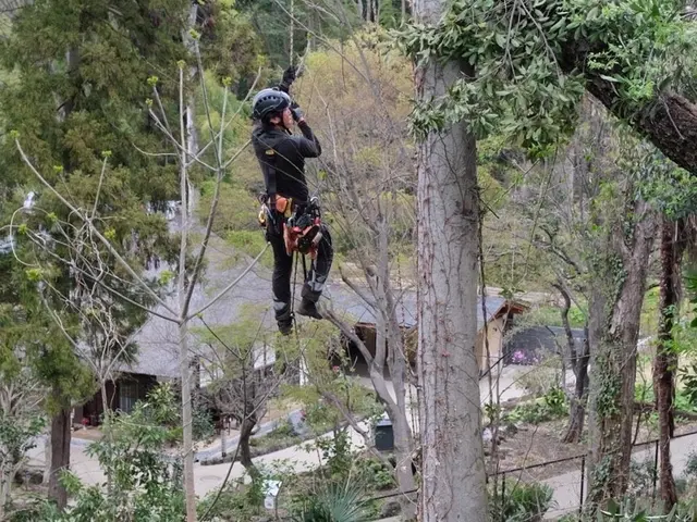 困っていませんか？伸びすぎた樹木！『庭木お手入れ、伐採専門店』サービスの画像