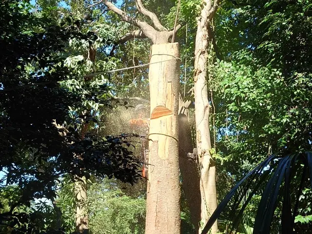 困っていませんか？伸びすぎた樹木！『庭木お手入れ、伐採専門店』サービスの画像