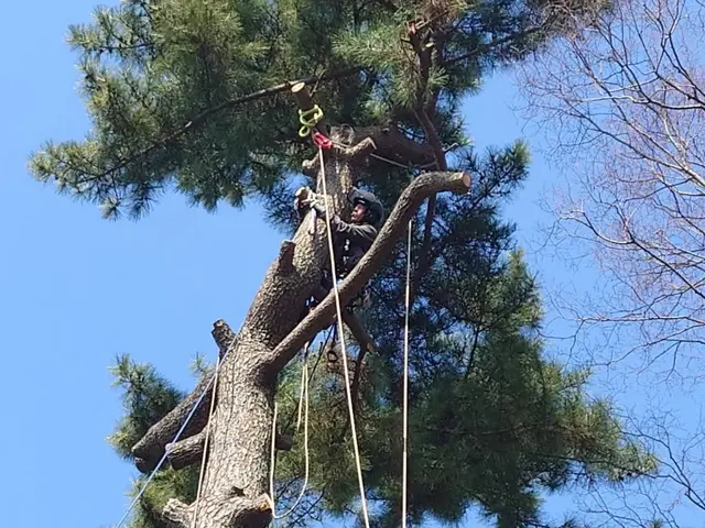 困っていませんか？伸びすぎた樹木！『庭木お手入れ、伐採専門店』サービスの画像