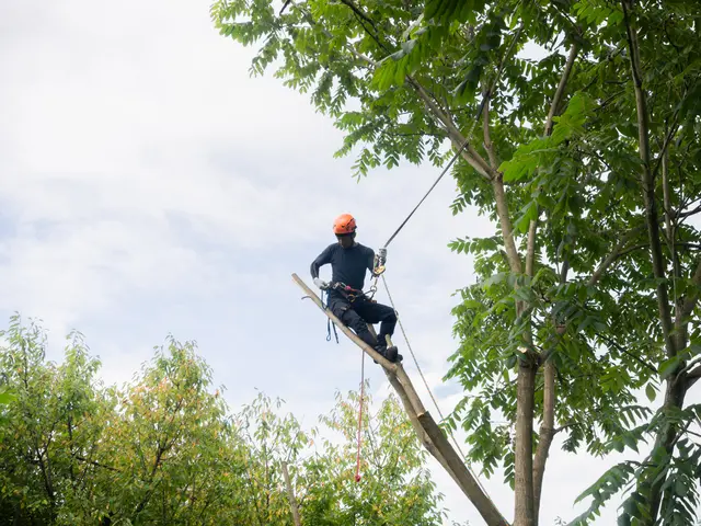 樹木の剪定サービスの画像