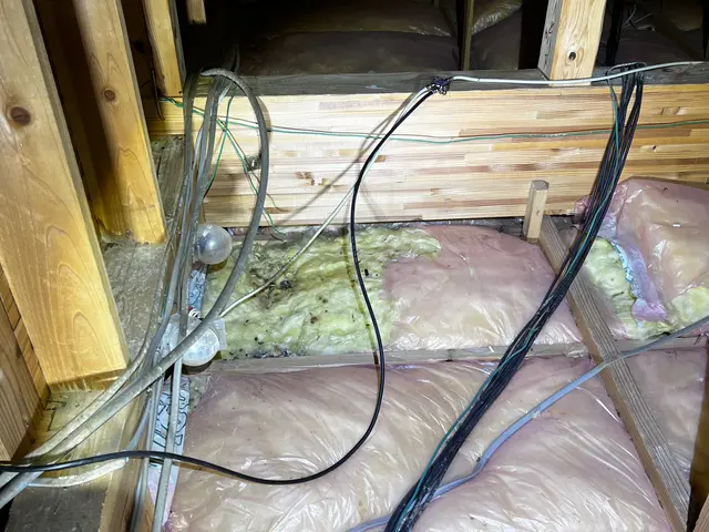 ネズミ駆除及び侵入対策サービスの画像