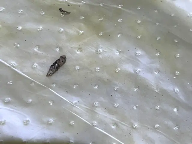 ネズミ駆除及び侵入対策サービスの画像