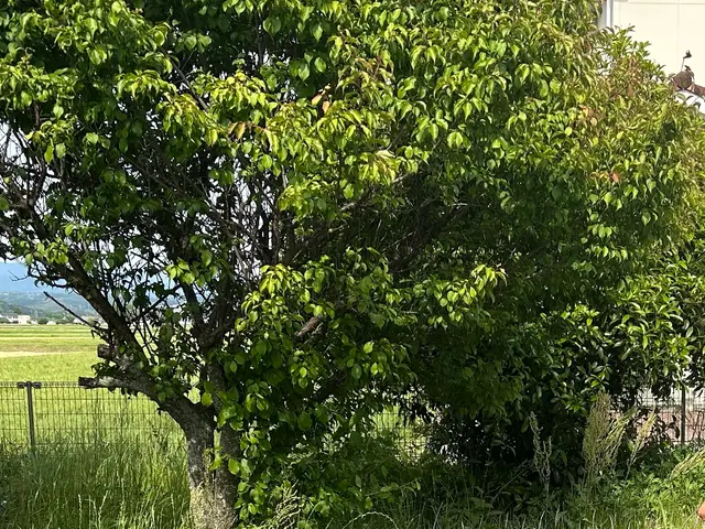 【草刈り】草刈り機！空き家、空き地の雑草でお困りの方スッキリしませんか！サービスの画像