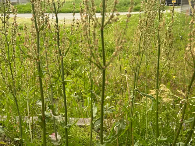 【草刈り】草刈り機！空き家、空き地の雑草でお困りの方スッキリしませんか！サービスの画像