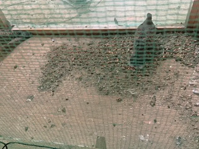 【年中無休・24時間対応】鳩の捕獲駆除・作業外注なし100％自社対応！サービスの画像