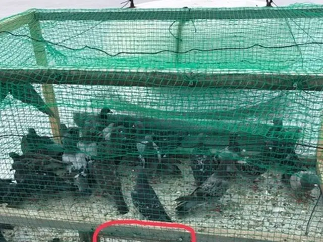 【年中無休・24時間対応】鳩の捕獲駆除・作業外注なし100％自社対応！サービスの画像