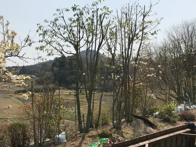 【豊富な経験と知識で安心！】安全第一の作業20m以上の木剪定もさせて頂いてます。サービスの画像