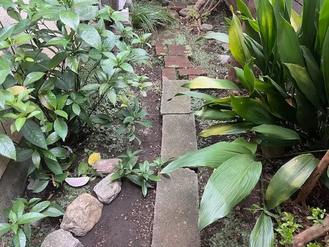 落ち葉清掃のご依頼を喜んで賜ります！ご遠慮なくお問い合わせ下さいませ！サービスの画像