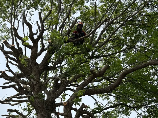 植木の剪定作業サービスの画像