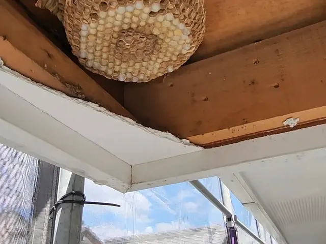 スズメ蜂の巣の駆除◆佐伯区、西区、中区限定料金◆サービスの画像