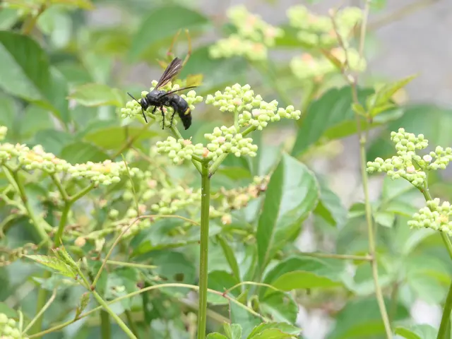 スズメバチ駆除　アシナガバチ駆除サービスの画像