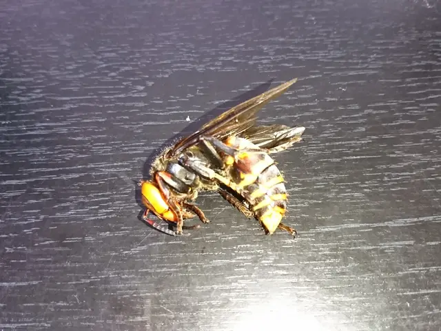 スズメバチ駆除　アシナガバチ駆除サービスの画像