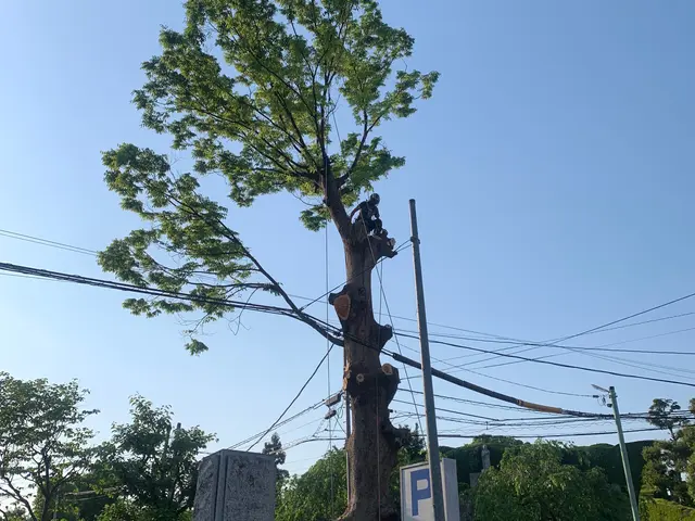 ◆特殊伐採・伐採専門◎駐車場代当店負担◎女性スタッフ同行可能サービスの画像