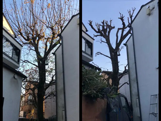 落葉樹の剪定はこの時期が最適です。庭翔黒にお任せください！！【写真見積もり可】サービスの画像