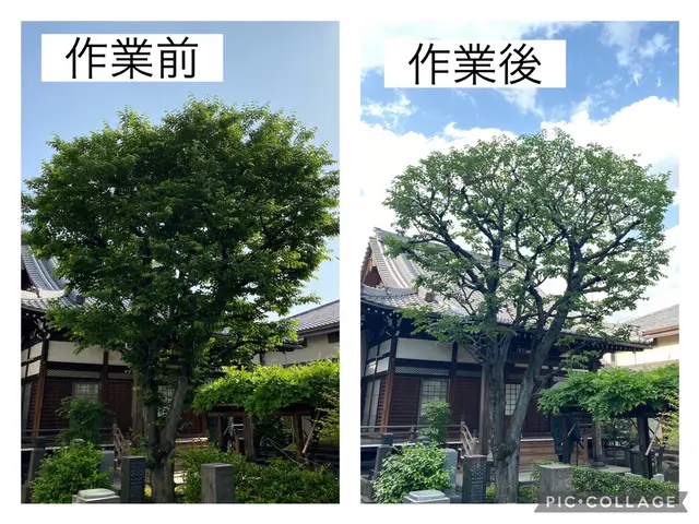 先を見据えた四季折々に対応できる剪定！お庭の植木をスッキリさせましょう！サービスの画像