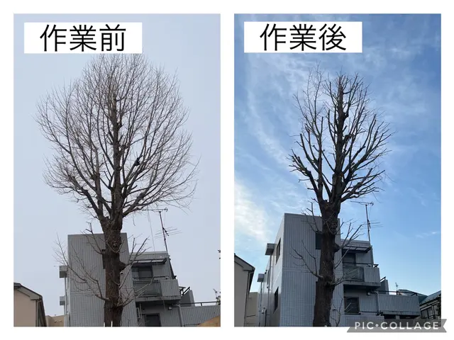 先を見据えた四季折々に対応できる剪定！お庭の植木をスッキリさせましょう！サービスの画像