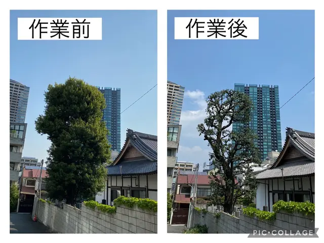 先を見据えた四季折々に対応できる剪定！お庭の植木をスッキリさせましょう！サービスの画像