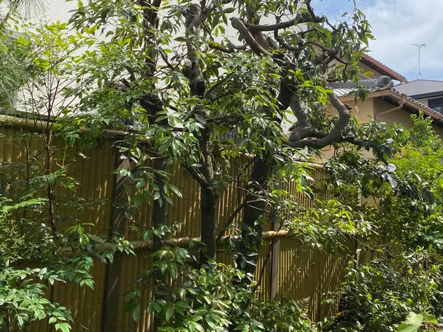 木漏れ日を感じられる様な自然風の剪定！庭に関する相談をお待ちしてきます。サービスの画像