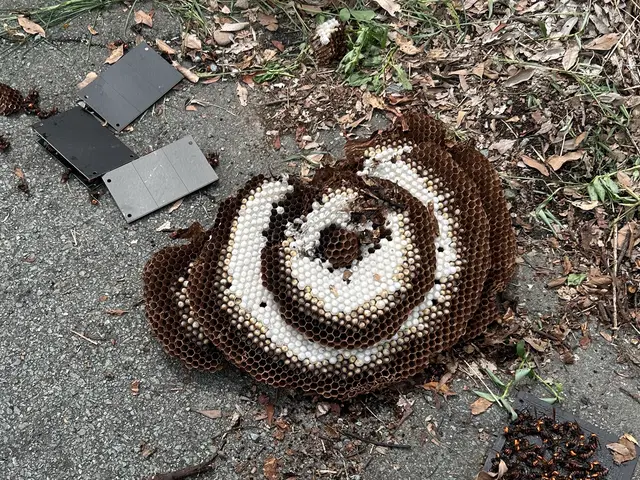 蜂の巣駆除【対応地域外も相談OK】年内再発保証付サービスの画像