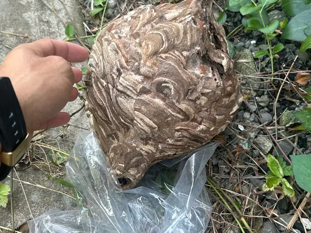 蜂の巣駆除【対応地域外も相談OK】年内再発保証付サービスの画像