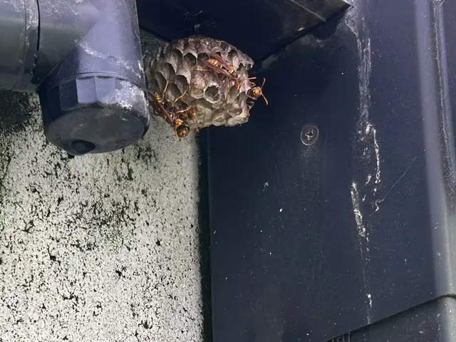 蜂の巣駆除【対応地域外も相談OK】年内再発保証付サービスの画像