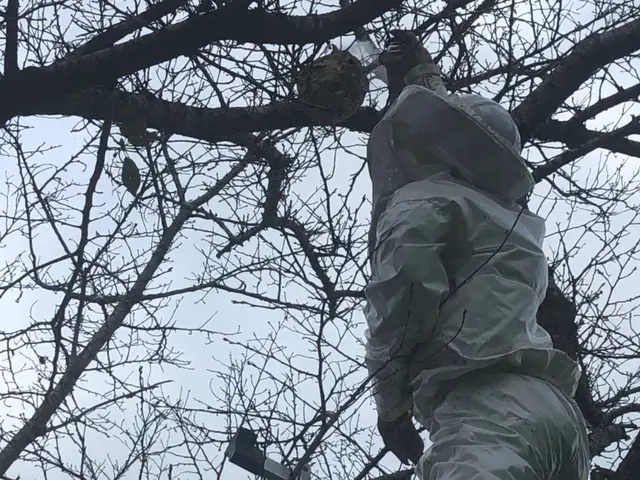 蜂の巣駆除【対応地域外も相談OK】年内再発保証付サービスの画像