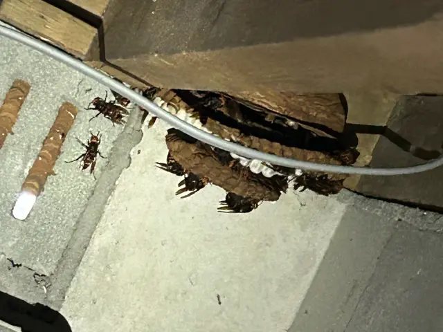 蜂の巣駆除【対応地域外も相談OK】年内再発保証付サービスの画像