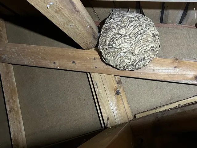 蜂の巣駆除【対応地域外も相談OK】年内再発保証付サービスの画像